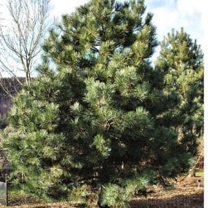 pinus-nigra-subsp-austriaca/