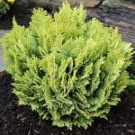 Abies nordmanniana