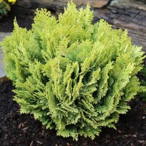 Abies nordmanniana