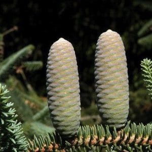Abies pinsapo