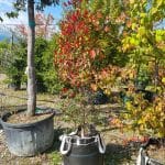 Acer rubrum / Erable Rouge