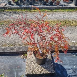 Berberis thunbergii / Berbéris de Thunberg