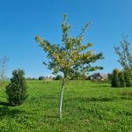 Juniperus scopulorum 'Skyrocket'