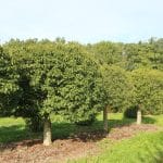 Abies concolor