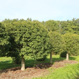 Abies concolor