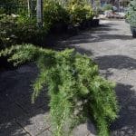 Cedrus deodara