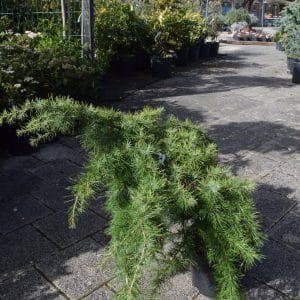 Cedrus deodara