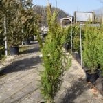 Cupressus sempervirens 'Stricta'