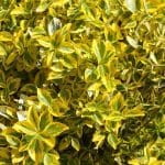 Euonymus fortunei 'Emerald Gaity'