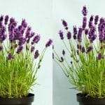 Lavandula angustifolia 'Hidcote'