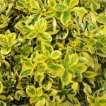 Euonymus fortunei 'Emerald'n Gold'