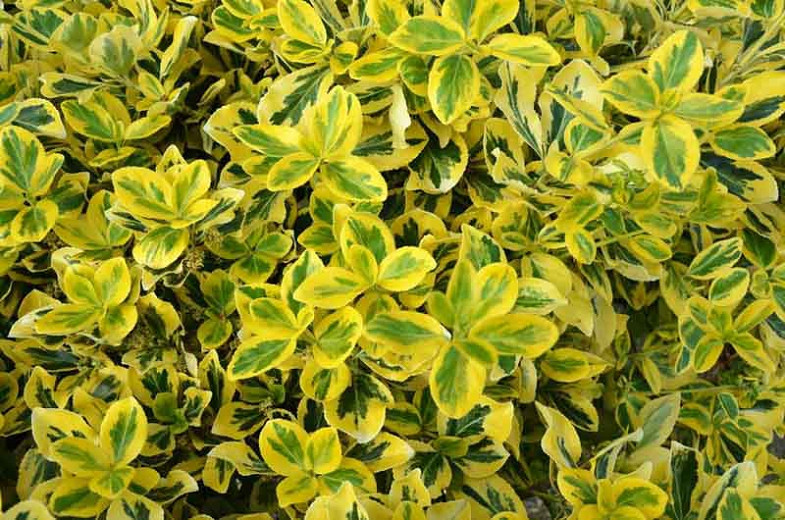 Euonymus fortunei Emerald’n Gold – tapissantes
