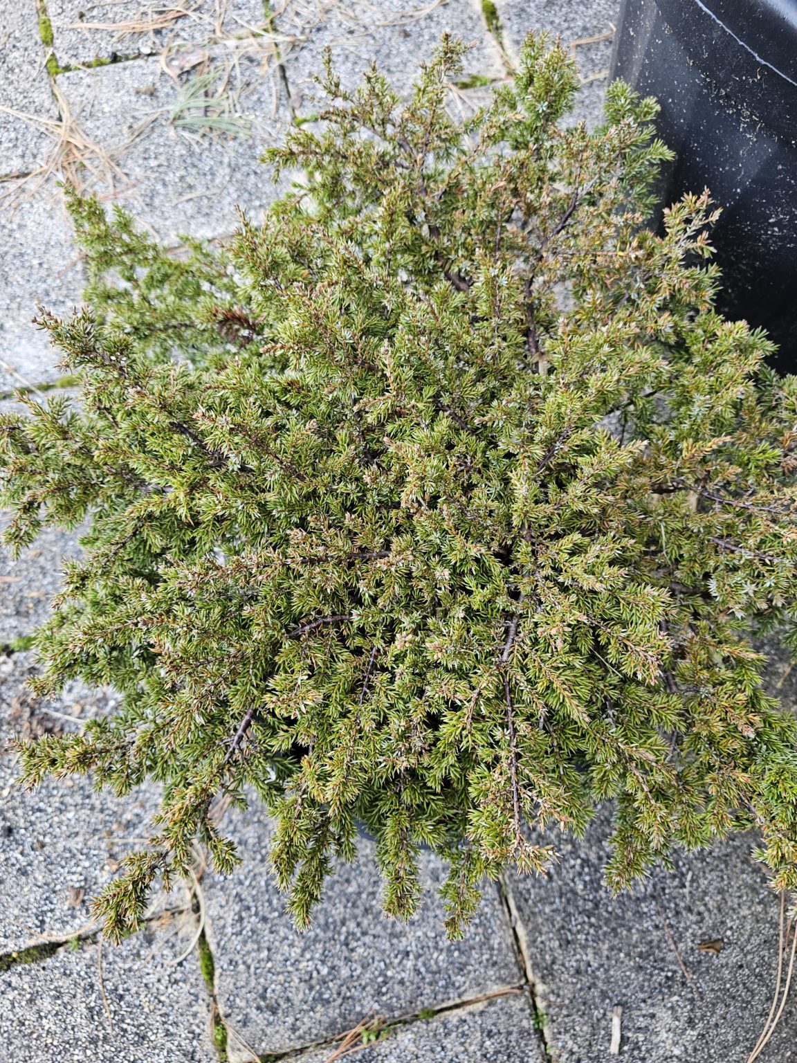 Juniperus communis Rependa