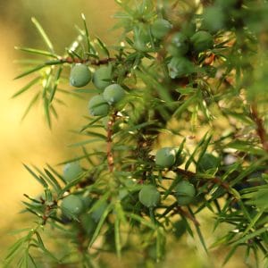 Juniperus communis 'Compressa'