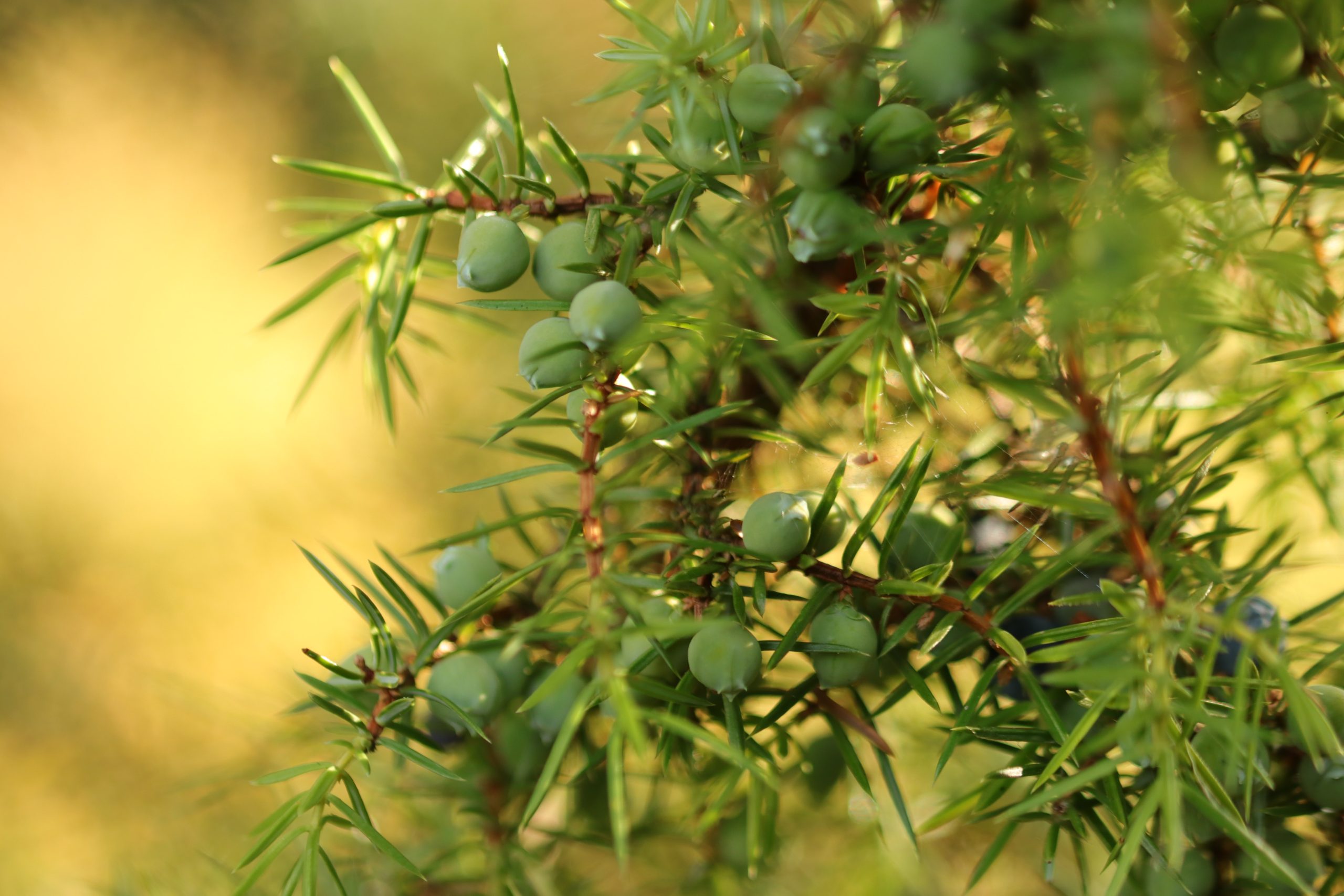 Juniperus communis,15