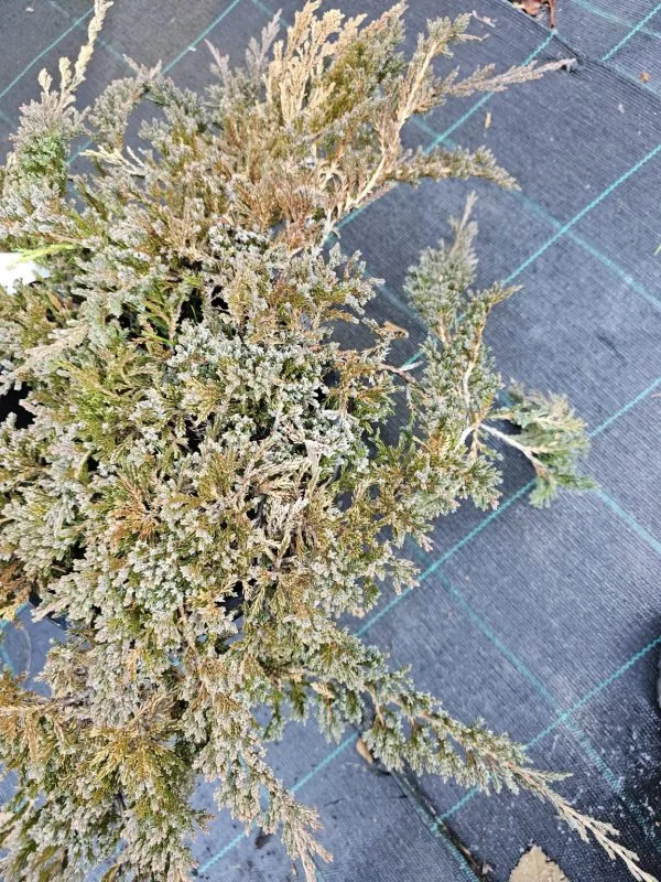 Juniperus horizontalis Prince Of Wales