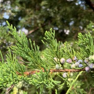 Juniperus pfizeriana