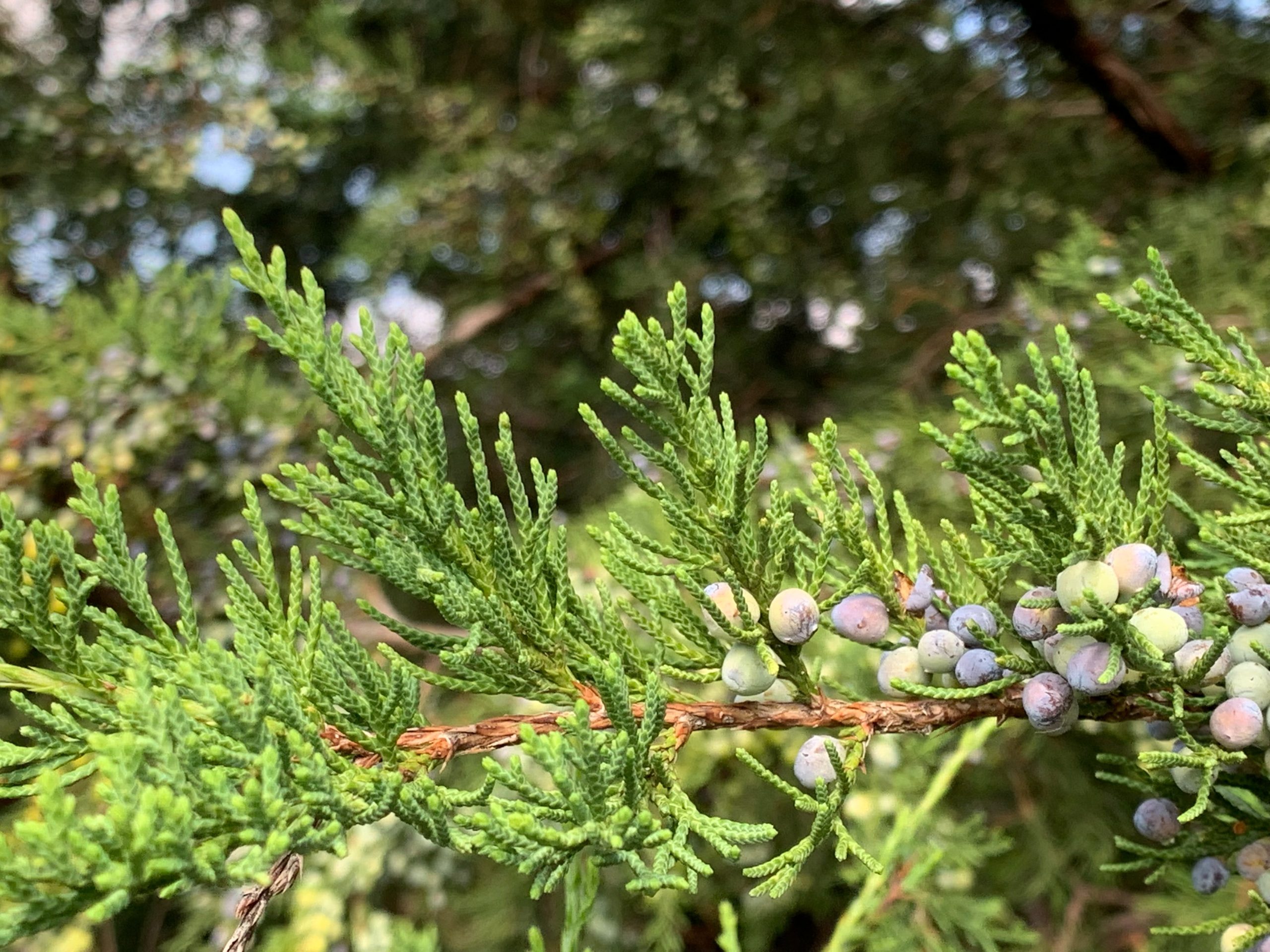 Juniperus pfizeriana, 20