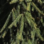 Picea abies 'Inversa'