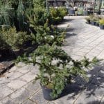 Picea pungens 'Koster'