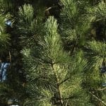 Pinus cembra