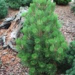 Pinus leucodermis 'Compact Gem'