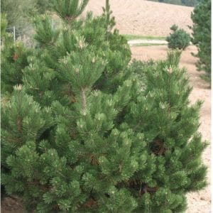 Pinus mugo 'Pumilio'