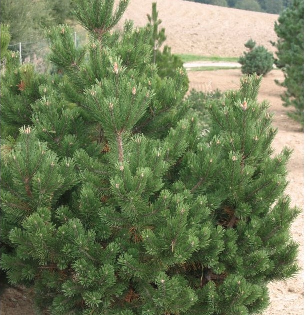 Pinus mugo ‘Pumilio’