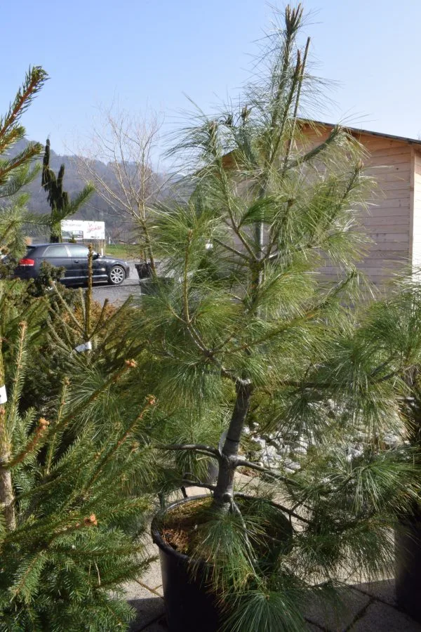 Pinus strobus
