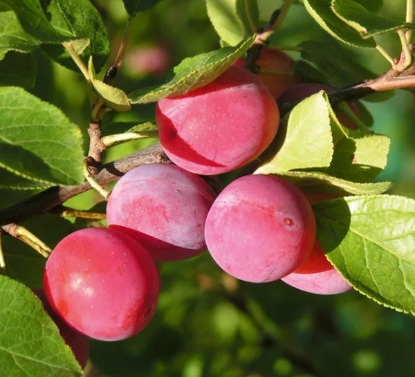 Prunier Damassine