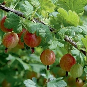 Ribes grossularia ‘Winham’s Industry’