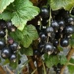 Ribes grossularia