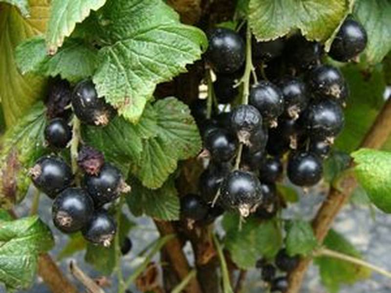 Ribes Grossularia – cassis noir