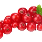 Ribes rubrum ‘Versaillaise Rouge’ (Raisinet rouge)