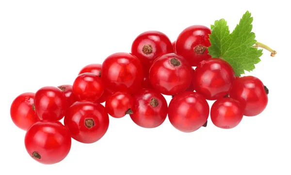 Ribes rubrum ‘Versaillaise Rouge’ (Raisinet rouge)