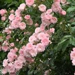 Rosa 'Rose The Fairy'