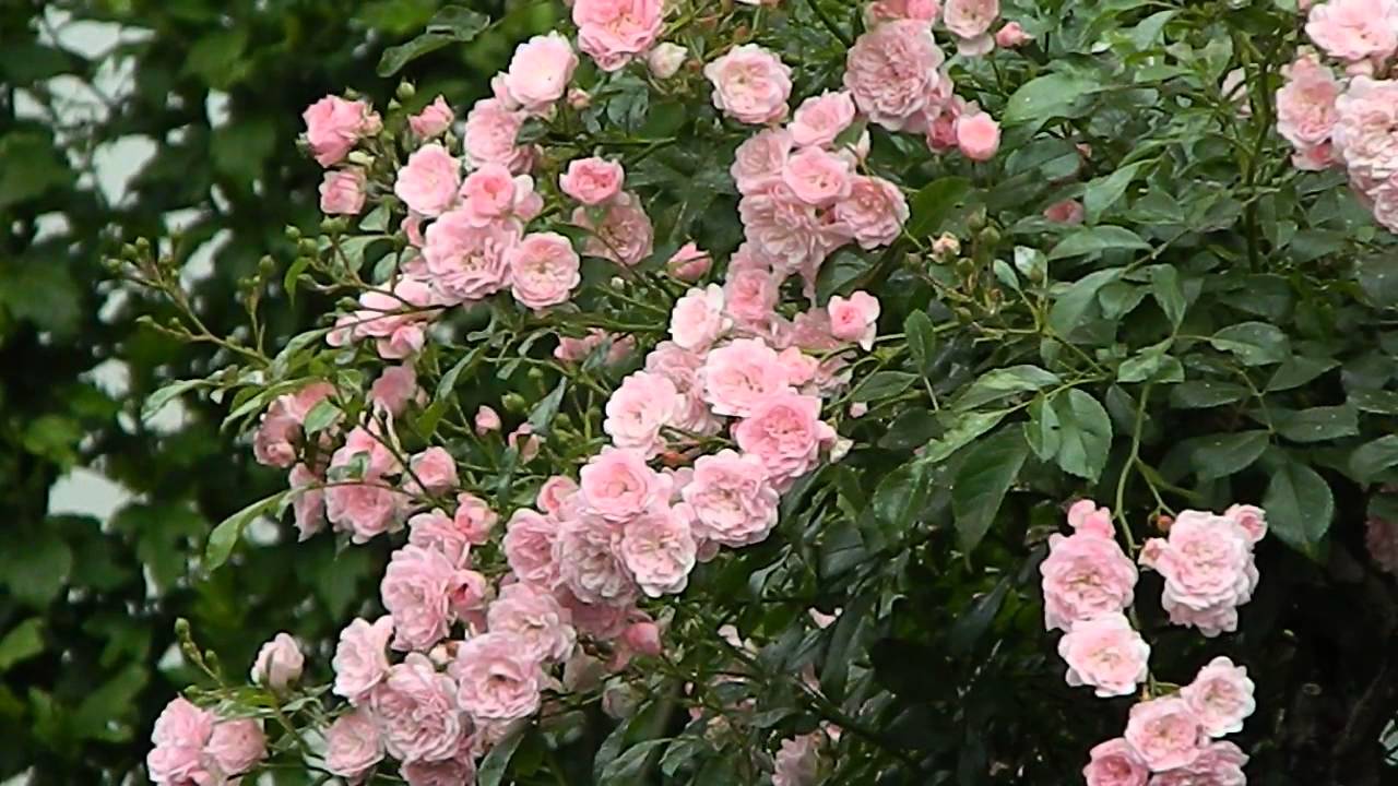 Rosa 'Rose The Fairy'