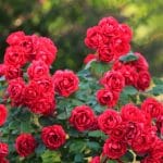 Rosa 'Rote The Fairy'