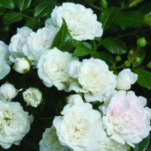 Rosa 'White The Fairy'