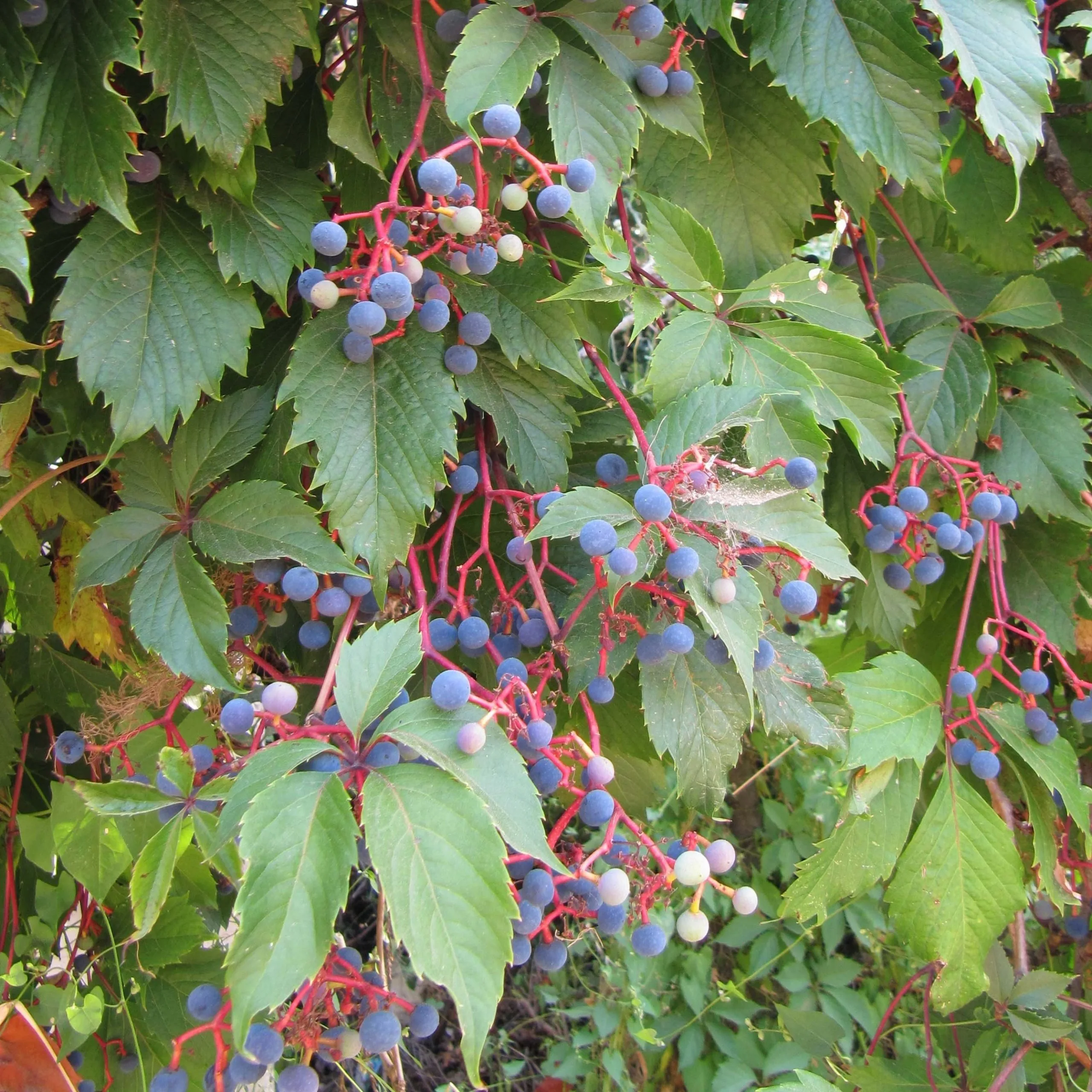 Vigne (divers variétés)