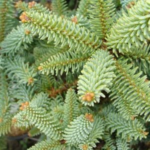 Abies korean