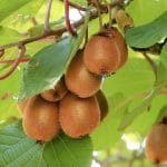 Actinidia deliciosa (Kiwi)