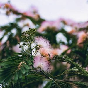 Albizia julibrissin 'Summer Chocolat'