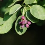 Amelanchier lamarckii