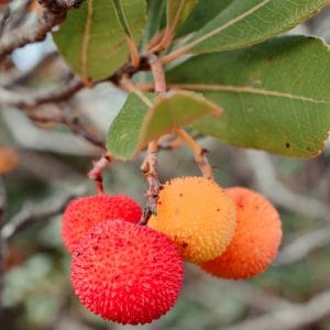 Arbutus unedo
