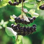Aronia x prunifolia ‘Hugin’