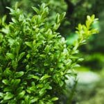 Buxus sempervirens 'Elegans'