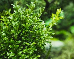 Buxus sempervirens 'Elegans'