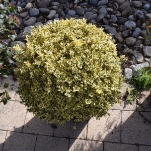 Buxus sempervirens