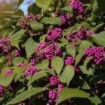 Callicarpa bodinieri 'Profusion'